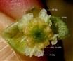  Male flower (Stamens removed) with Calyx, Corolla and 5 disc glands